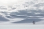 Picture of SHADES OF WHITE IN HAYDEN VALLEY, YELLOWSTONE NATIONAL PARK