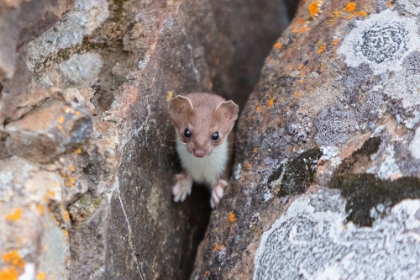 Picture of SHORT-TAILED WEASEL, YELLOWSTONE NATIONAL PARK