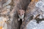 Picture of SHORT-TAILED WEASEL, YELLOWSTONE NATIONAL PARK