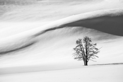 Picture of SNOW DUNES, HAYDEN VALLEY, YELLOWSTONE NATIONAL PARK