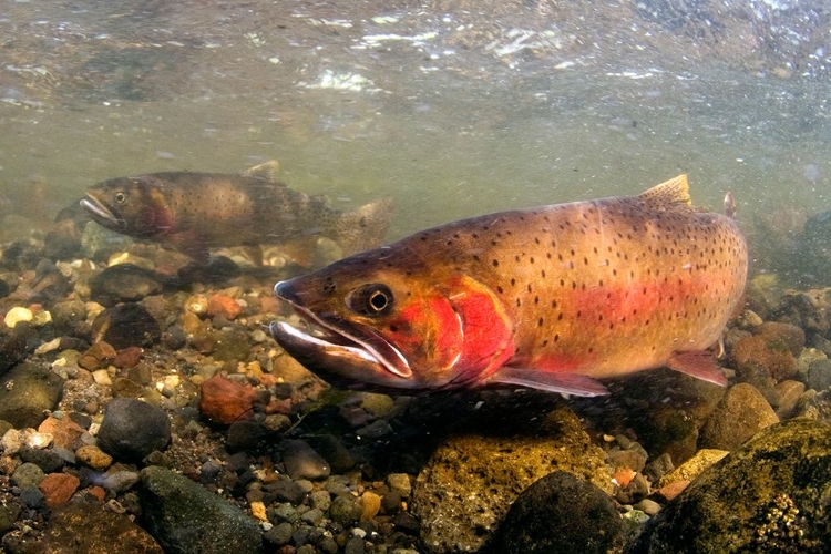 Picture of SPAWNING CUTTHROAT TROUT, LAMAR VALLEY, YELLOWSTONE NATIONAL PARK