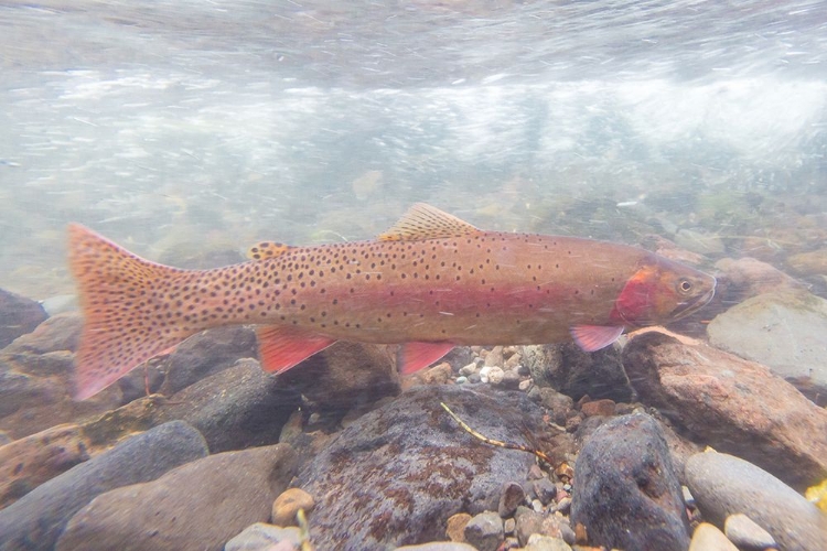 Picture of SPAWNING YELLOWSTONE CUTTHROAT TROUT, YELLOWSTONE NATIONAL PARK