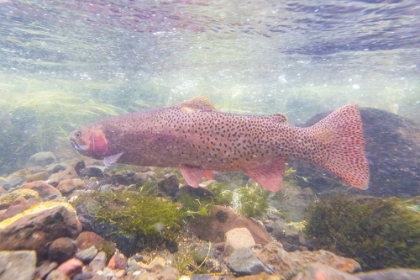 Picture of SPAWNING YELLOWSTONE CUTTHROAT TROUT, YELLOWSTONE NATIONAL PARK