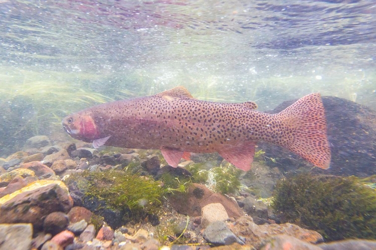 Picture of SPAWNING YELLOWSTONE CUTTHROAT TROUT, YELLOWSTONE NATIONAL PARK