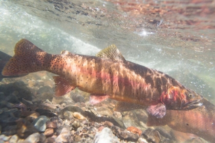 Picture of SPAWNING YELLOWSTONE CUTTHROAT TROUT, YELLOWSTONE NATIONAL PARK