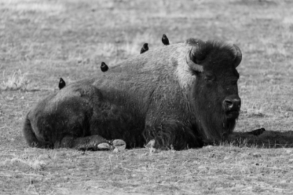 Picture of STARLINGS ON A SLEEPING BISON, YELLOWSTONE NATIONAL PARK
