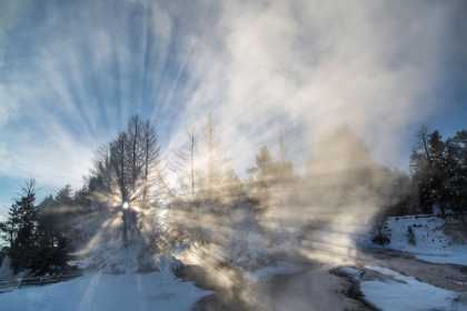 Picture of STEAM SHADOW AT DRYAD SPRING, YELLOWSTONE NATIONAL PARK