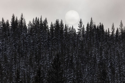 Picture of SUN THROUGH THE FOG, YELLOWSTONE NATIONAL PARK