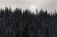 Picture of SUN THROUGH THE FOG, YELLOWSTONE NATIONAL PARK
