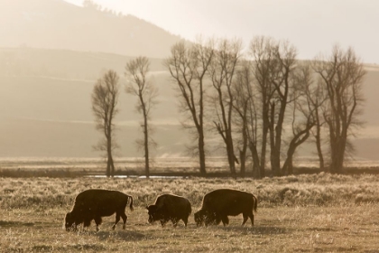 Picture of SUNRISE AND BISON, LAMAR VALLEY, YELLOWSTONE NATIONAL PARK