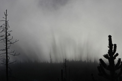 Picture of ROARING MOUNTAIN, YELLOWSTONE NATIONAL PARK