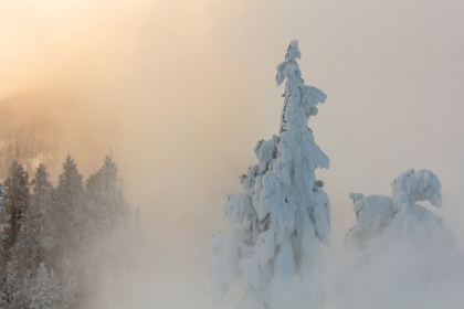 Picture of GIBBON CANYON NEAR BERYL SPRING, YELLOWSTONE NATIONAL PARK