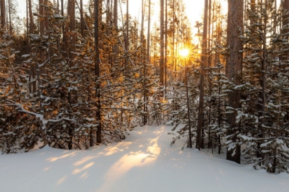 Picture of SUNRISE THROUGH THE LODGEPOLE PINE, YELLOWSTONE NATIONAL PARK