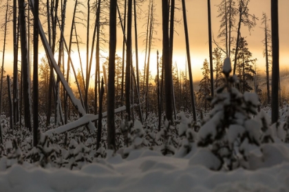 Picture of SUNRISE AT NORRIS JUNCTION, YELLOWSTONE NATIONAL PARK