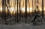 Picture of SUNRISE AT NORRIS JUNCTION, YELLOWSTONE NATIONAL PARK