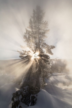 Picture of SUNSHINE NEAR ARTEMISIA GEYSER, YELLOWSTONE NATIONAL PARK