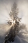 Picture of SUNSHINE NEAR ARTEMISIA GEYSER, YELLOWSTONE NATIONAL PARK