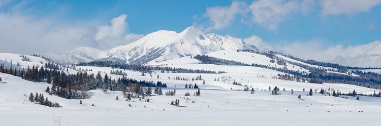 Picture of SWAN LAKE FLAT PANORAMA WITH ELECTRIC PEAK, YELLOWSTONE NATIONAL PARK