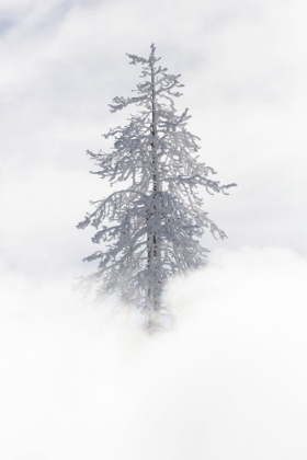 Picture of TREE COVERED IN RIME ICE NEAR MUD VOLCANO, YELLOWSTONE NATIONAL PARK