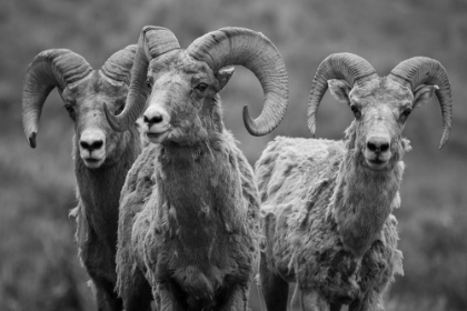 Picture of TRIO OF BIGHORN RAMS, LAMAR VALLEY, YELLOWSTONE NATIONAL PARK