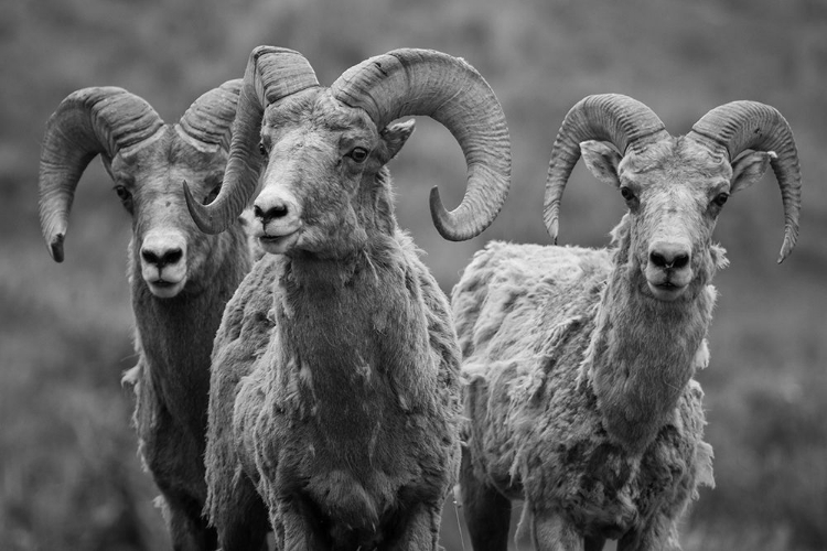 Picture of TRIO OF BIGHORN RAMS, LAMAR VALLEY, YELLOWSTONE NATIONAL PARK