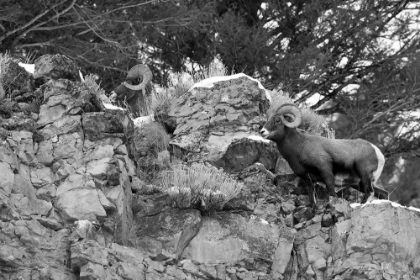 Picture of TWO BIGHORN SHEEP RAMS ABOVE SODA BUTTE CREEK, YELLOWSTONE NATIONAL PARK