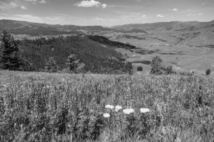 Picture of VIEWS FROM SPECIMEN RIDGE, YELLOWSTONE NATIONAL PARK