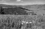 Picture of VIEWS FROM SPECIMEN RIDGE, YELLOWSTONE NATIONAL PARK