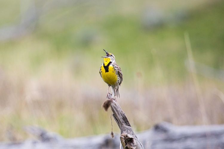 Picture of WESTERN MEADOWLARK, LAMAR VALLEY, YELLOWSTONE NATIONAL PARK