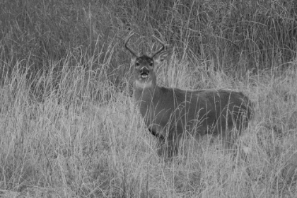 Picture of WHITETAIL DEER BUCK, YELLOWSTONE NATIONAL PARK