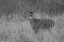 Picture of WHITETAIL DEER BUCK, YELLOWSTONE NATIONAL PARK