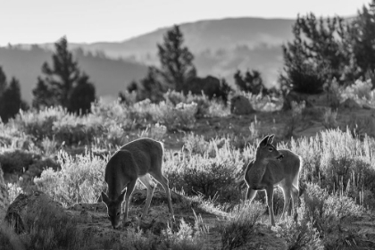 Picture of WHITE-TAILED DEER AT MAMMOTH HOT SPRINGS, YELLOWSTONE NATIONAL PARK