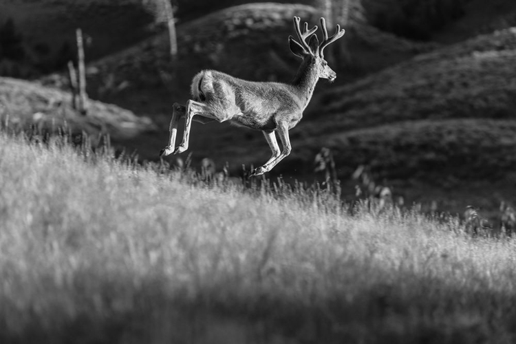 Picture of WHITE-TAILED DEER IN VELVET, YELLOWSTONE NATIONAL PARK