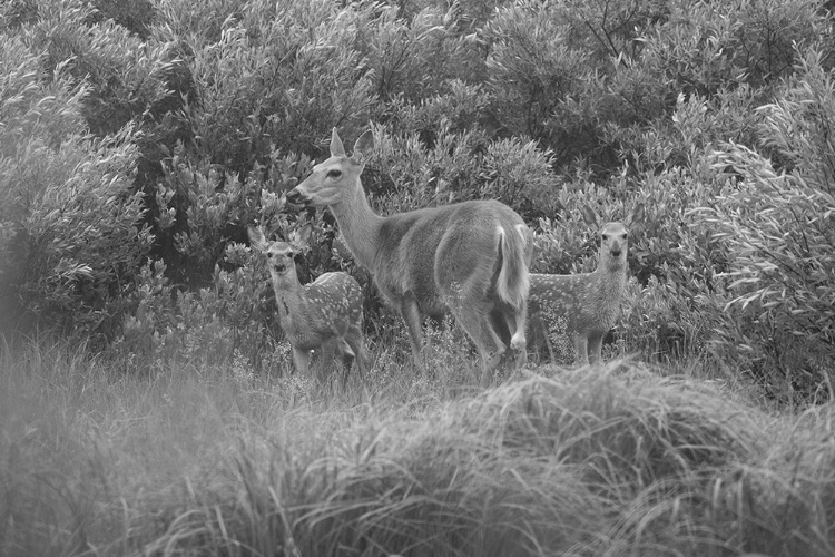 Picture of WHITE-TAILED DEER WITH FAWNS, WILLOW PARK, YELLOWSTONE NATIONAL PARK