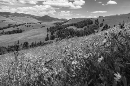 Picture of WILDFLOWERS IN LAMAR VALLEY, YELLOWSTONE NATIONAL PARK