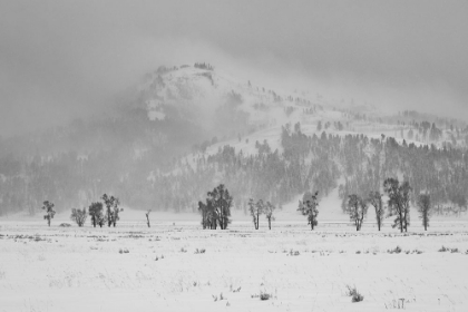 Picture of WINTER DAY IN LAMAR VALLEY, YELLOWSTONE NATIONAL PARK