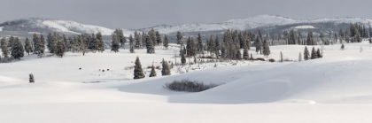 Picture of WINTER PANORAMA, BLACKTAIL DEER PLATEAU, YELLOWSTONE NATIONAL PARK