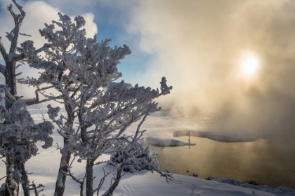 Picture of WINTER SUNRISE, MAMMOTH HOT SPRINGS, YELLOWSTONE NATIONAL PARK