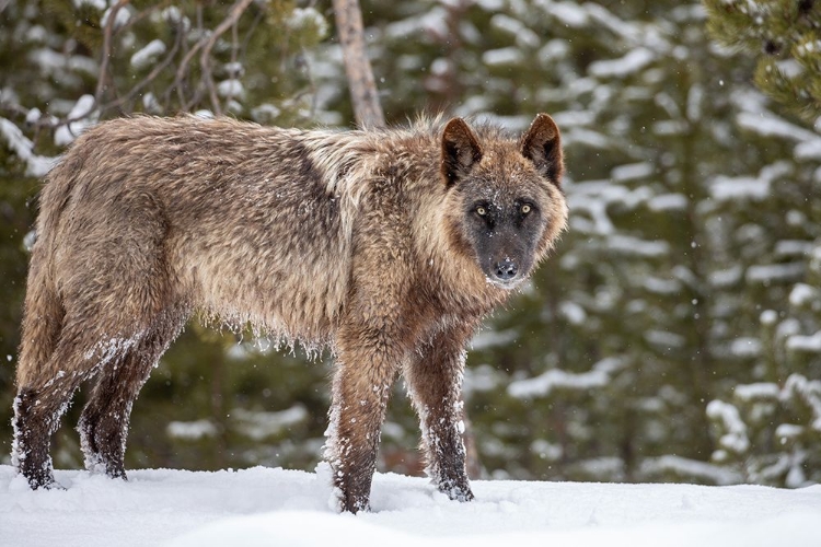 Picture of WOLF IN SNOW, YELLOWSTONE NATIONAL PARK