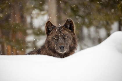 Picture of WOLF IN SNOW, YELLOWSTONE NATIONAL PARK