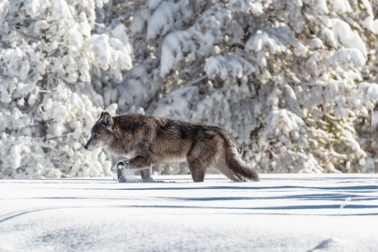 Picture of WOLF MOVING THROUGH FRESH SNOW, YELLOWSTONE NATIONAL PARK