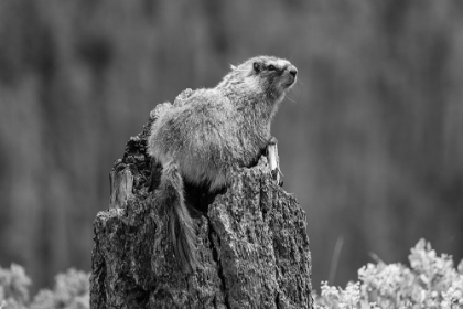 Picture of YELLOW-BELLIED MARMOT ALONG THE OSPREY FALLS TRAIL, YELLOWSTONE NATIONAL PARK