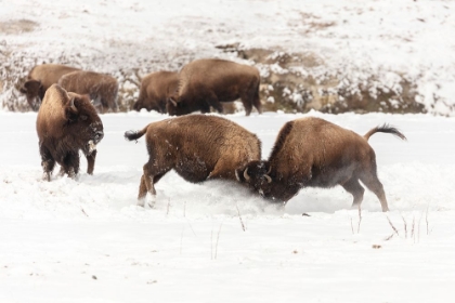 Picture of YOUNG BISON SPAR ALONG THE FIREHOLE RIVER, YELLOWSTONE NATIONAL PARK