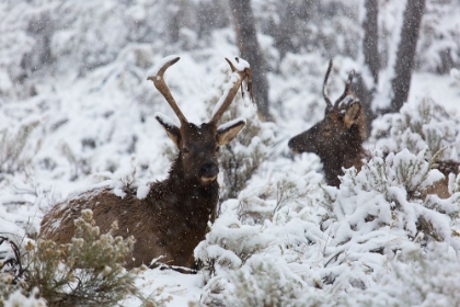 Picture of YOUNG BULL ELK ON SNOWY DAY, YELLOWSTONE NATIONAL PARK