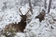Picture of YOUNG BULL ELK ON SNOWY DAY, YELLOWSTONE NATIONAL PARK