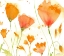 Picture of POPPY MOMENT