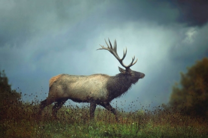Picture of THE ELK