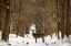 Picture of THE FOREST OF SNOW WHITE