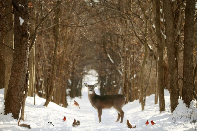 Picture of THE FOREST OF SNOW WHITE