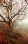 Picture of TREE OF SEASONS